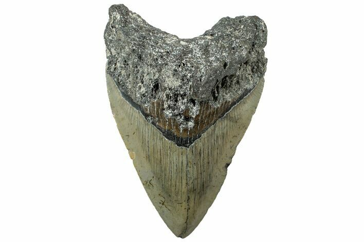 Serrated, Fossil Megalodon Tooth - North Carolina #311829